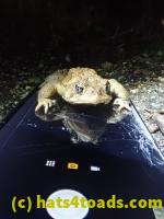 /home//u458753944/public_html/sourcegallery//Roxborough Toad Detour/2021/2021-04-10/P4100243.JPG